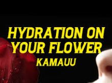 Garden (Lyrics) Hydration On Your Flower