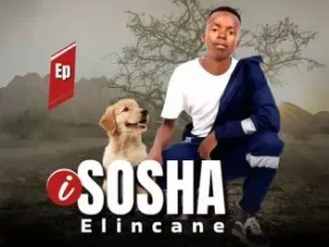 Sosha elincane – Van Dam