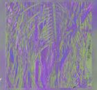 Omagoqa, Sizwe Alakine & K.Keed – Jumanji ft. Jepedoh, Mvelo Makhanya & Ms. Cosmo