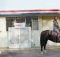 Kacey Musgraves - Horses and Divorces