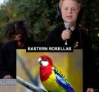 Eastern Rosellas Song - Miles Phillips (and Dad)