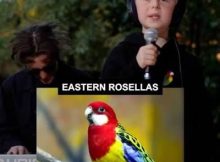 Eastern Rosellas Song - Miles Phillips (and Dad)