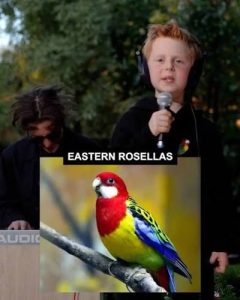 Eastern Rosellas Song - Miles Phillips (and Dad)